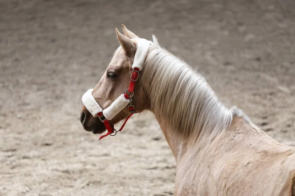 屋内での訓練中に乗馬ホールで美しい若い馬の頭 — ストック写真