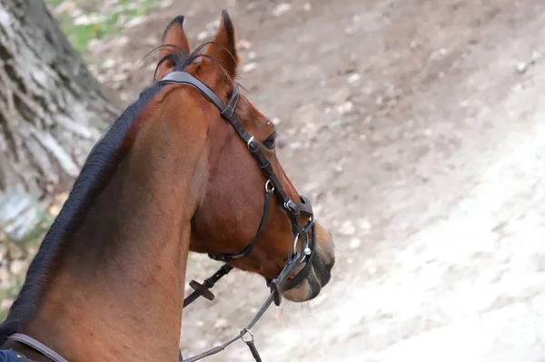 Cabeça Belo Cavalo Jovem Salão Equitação Durante Treinamento Dentro Casa — Fotografia de Stock
