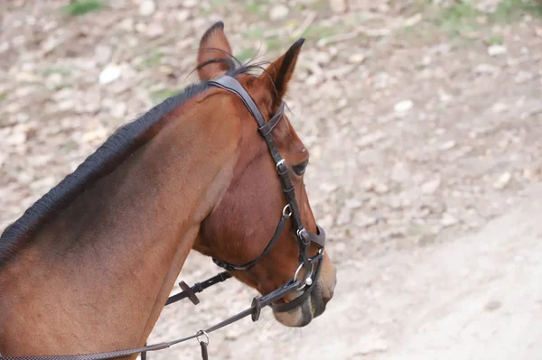 Cabeça Belo Cavalo Jovem Salão Equitação Durante Treinamento Dentro Casa — Fotografia de Stock