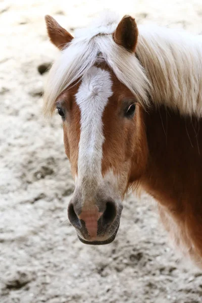 Testa Del Bellissimo Cavallo Giovane Nel Maneggio Durante Allenamento Chiuso — Foto Stock