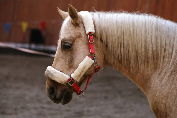 Retrato Cabeza Tiro Primer Plano Una Silla Montar Joven Caballo —  Fotos de Stock