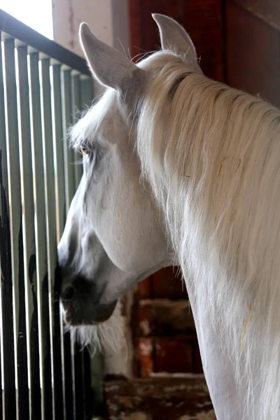 Testa Del Bellissimo Cavallo Giovane Nel Maneggio Durante Allenamento Chiuso — Foto Stock
