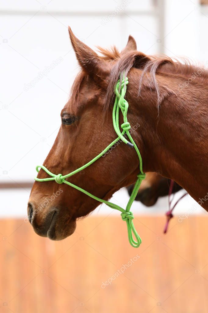  Head of the beautiful young horse in the riding hall during training indoors