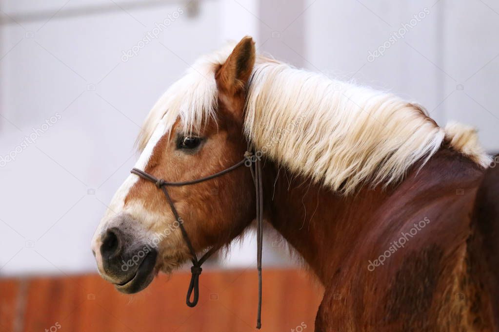 Portrait head shot closeup of a young saddle horse indoor