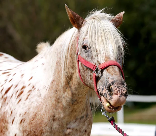 Cabeza Caballo Deportivo Saludable Durante Doma Centro Ecuestre Rural —  Fotos de Stock