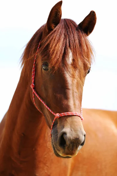 Kepala Olahraga Yang Sehat Horseduring Dressage Pusat Berkuda Pedesaan — Stok Foto