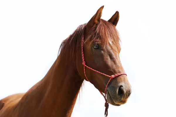 Cabeça Cavalo Esportivo Saudáveldurante Curativo Centro Equestre Rural — Fotografia de Stock