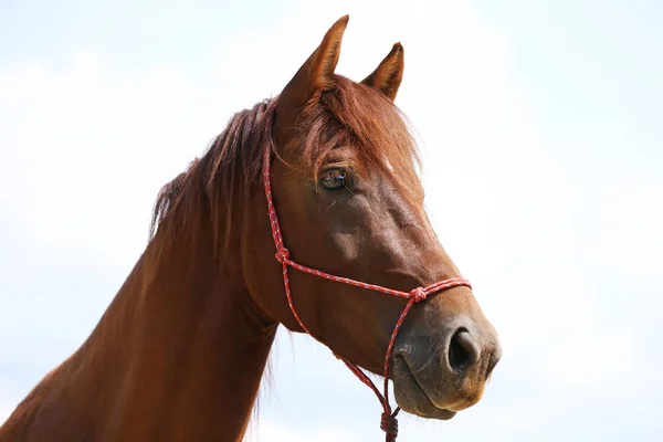 Cabeza Caballo Deportivo Saludable Durante Doma Centro Ecuestre Rural — Foto de Stock