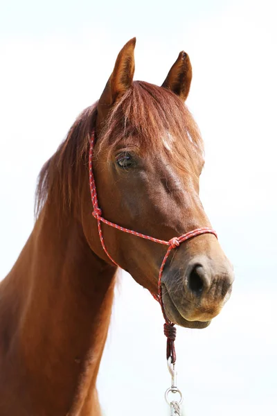 Cabeça Cavalo Esporte Saudável Durante Curativo Centro Equestre Rural — Fotografia de Stock