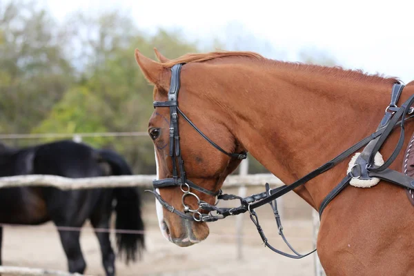 Cabeça Cavalo Esporte Saudável Durante Curativo Centro Equestre Rural — Fotografia de Stock