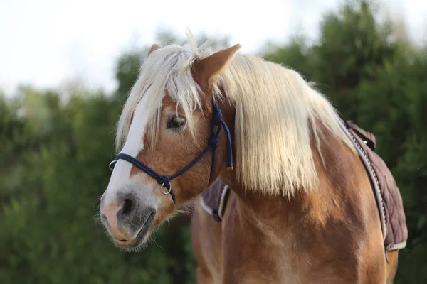 Cabeça Cavalo Esporte Saudável Durante Curativo Centro Equestre Rural — Fotografia de Stock