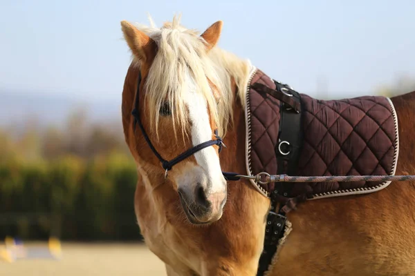 Kepala Olahraga Yang Sehat Horseduring Dressage Pusat Berkuda Pedesaan — Stok Foto