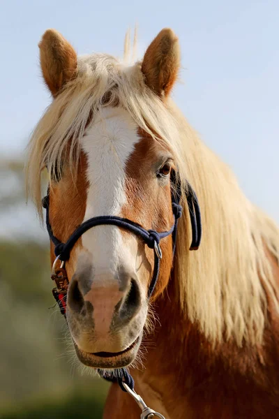 Cabeça Cavalo Esportivo Saudáveldurante Curativo Centro Equestre Rural — Fotografia de Stock