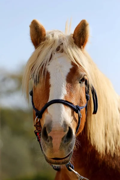 Kopf Eines Gesunden Sportpferdes Während Der Dressur Ländlichen Reitzentrum — Stockfoto