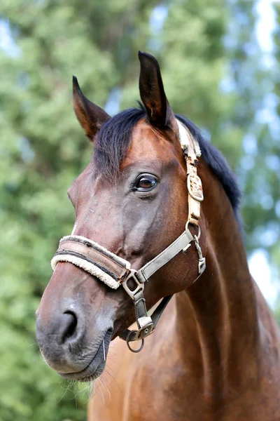 Portrét Mladého Koně Létě Venku Uprostřed Venkova Drezúra — Stock fotografie
