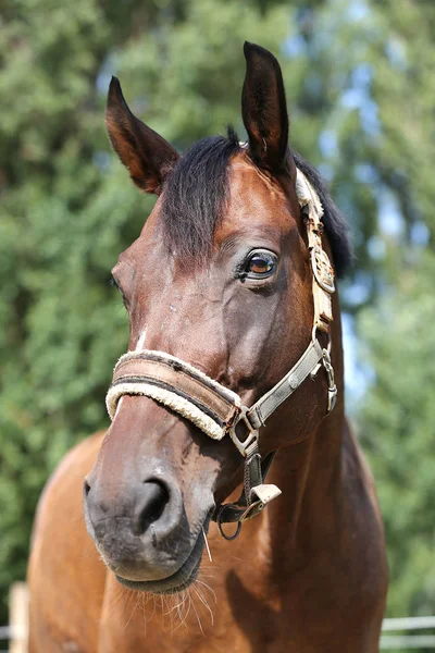 Portrait Jeune Cheval Été Extérieur Centre Dressage Rural — Photo