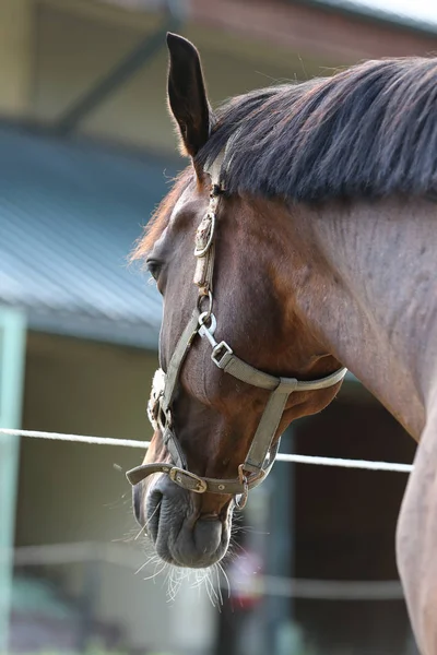 Portrét Mladého Koně Létě Venku Uprostřed Venkova Drezúra — Stock fotografie