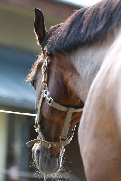 Portret Van Een Jong Paard Zomer Buiten Landelijke Dressuur Center — Stockfoto