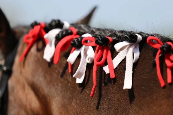 Portret Van Een Jong Paard Zomer Buiten Landelijke Dressuur Center — Stockfoto