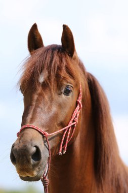 Sağlıklı spor horseduring terbiye kırsal Binicilik Merkezi Başkanı 