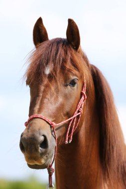 Sağlıklı spor horseduring terbiye kırsal Binicilik Merkezi Başkanı 