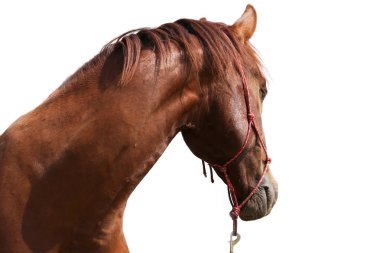 Bir sağlıklı spor at terbiyesi kırsal Binicilik Merkezi'nde sırasında Başkanı 