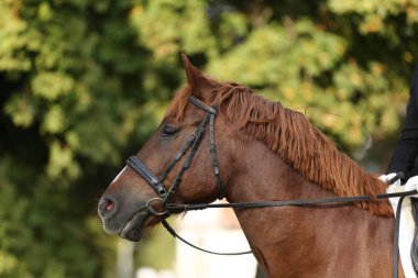 Bir sağlıklı spor at terbiyesi kırsal Binicilik Merkezi'nde sırasında Başkanı 
