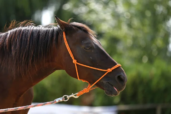 Cabeça Cavalo Esportivo Saudáveldurante Curativo Centro Equestre Rural — Fotografia de Stock