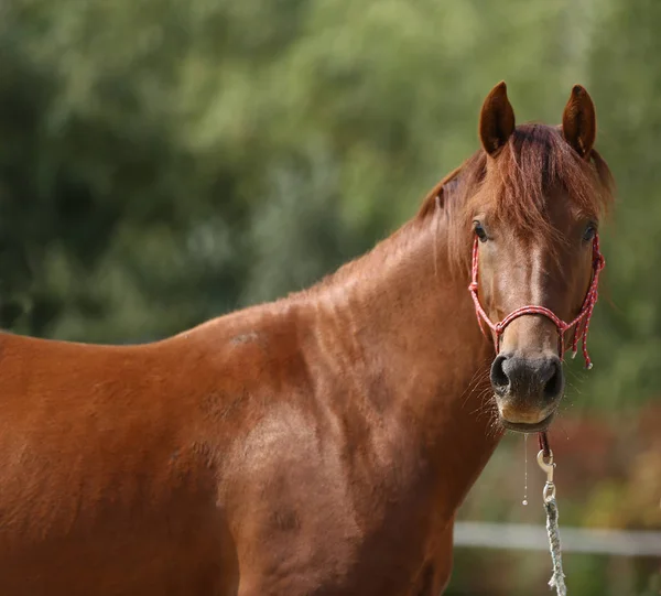 Capo Sano Sport Cavallo Durante Dressage Presso Centro Equestre Rurale — Foto Stock