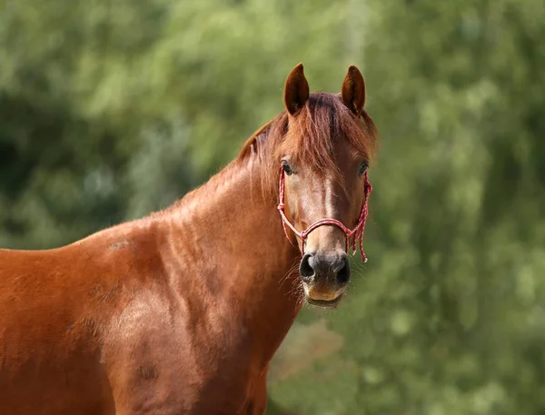 地方の乗馬センターで健康スポーツ Horseduring 馬術の頭 — ストック写真