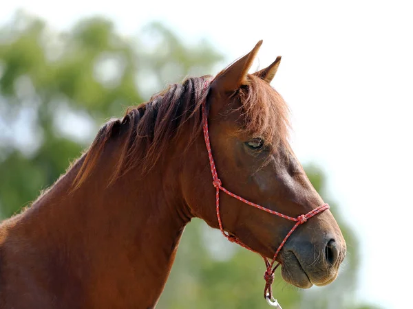 Egy Egészséges Sport Horseduring Díjlovaglás Vidéki Lovas Központ Vezetője — Stock Fotó