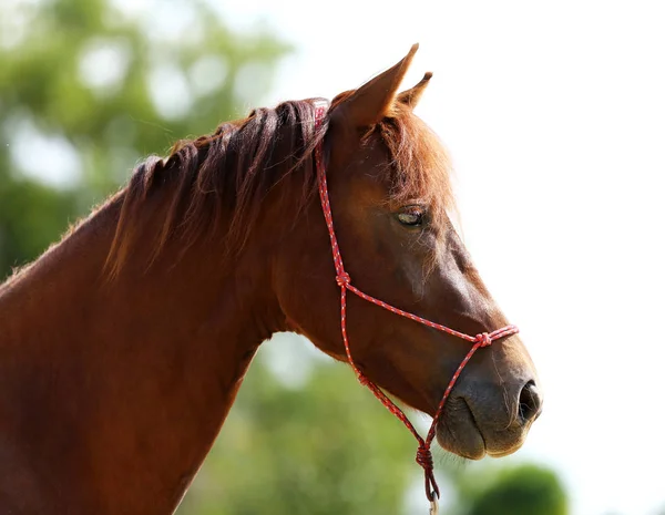 Chef Sport Sain Cheval Pendant Dressage Centre Équestre Rural — Photo