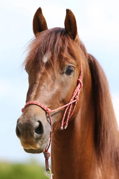 Cabeça Cavalo Esportivo Saudáveldurante Curativo Centro Equestre Rural — Fotografia de Stock