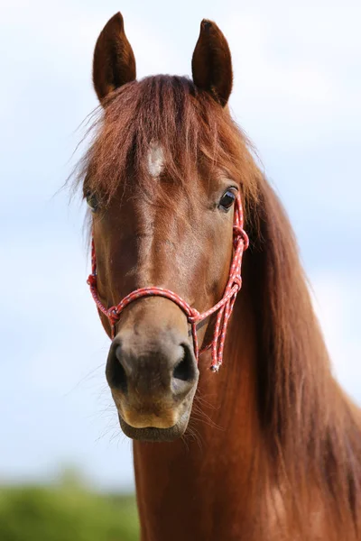 Kepala Olahraga Yang Sehat Horseduring Dressage Pusat Berkuda Pedesaan — Stok Foto