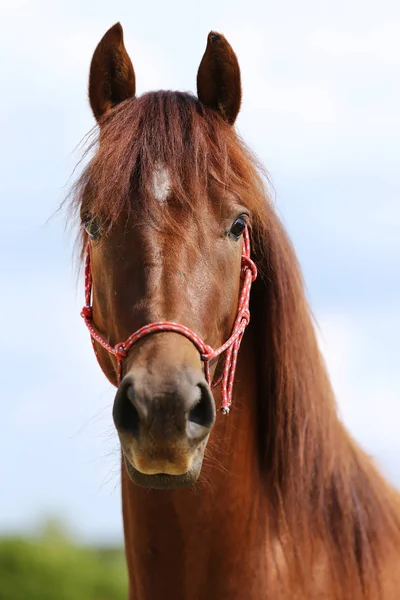 Vedoucí Zdravý Sport Horseduring Drezury Venkově Jezdecké Centrum — Stock fotografie