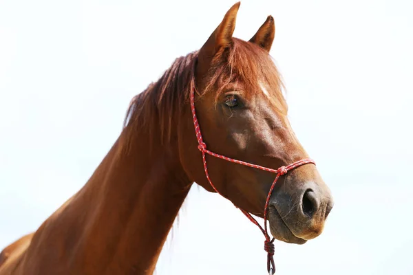 Głowa Konia Sportowego Zdrowy Podczas Ujeżdżenia Wiejskich Jeździeckim — Zdjęcie stockowe