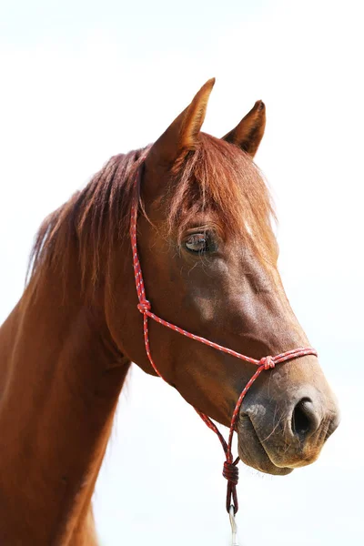 地方の乗馬センターで馬術の中に健全なスポーツの馬の頭 — ストック写真