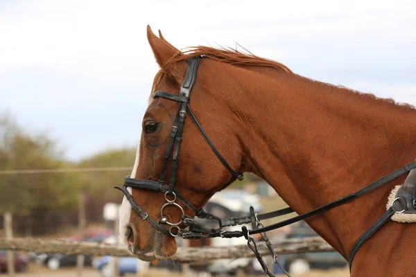 Kepala Olahraga Kuda Yang Sehat Selama Dressage Pusat Berkuda Pedesaan — Stok Foto