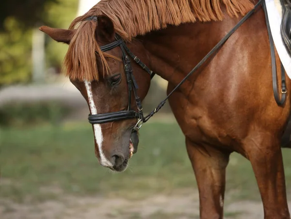 Kepala Olahraga Kuda Yang Sehat Selama Dressage Pusat Berkuda Pedesaan — Stok Foto