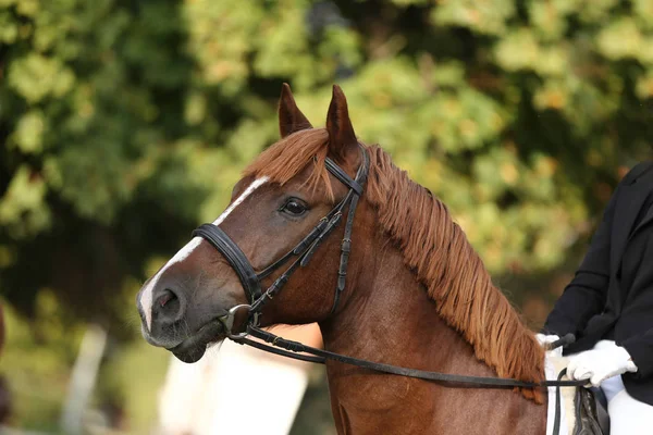 Capo Sano Cavallo Sportivo Durante Dressage Presso Centro Equestre Rurale — Foto Stock