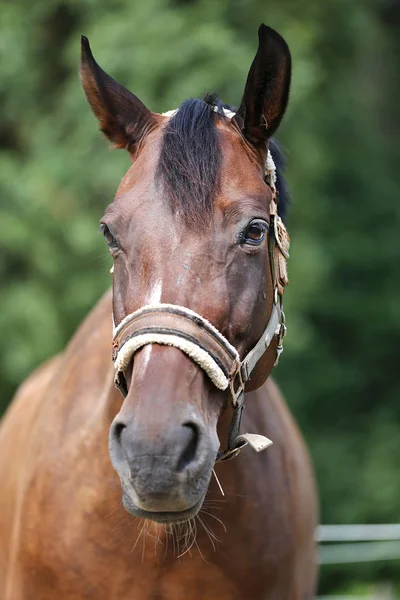 農村馬術センターで夏の外の若い馬の肖像 — ストック写真