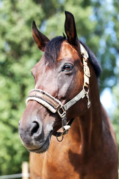 Portrait Jeune Cheval Été Extérieur Centre Dressage Rural — Photo