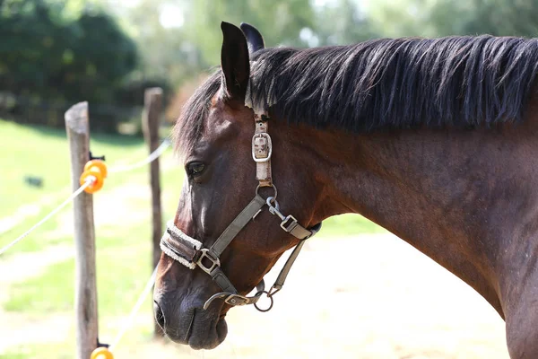 Portrait Jeune Cheval Été Extérieur Centre Dressage Rural — Photo