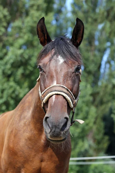 Portret Młodego Konia Lato Zewnątrz Centrum Wsi Ujeżdżenie — Zdjęcie stockowe
