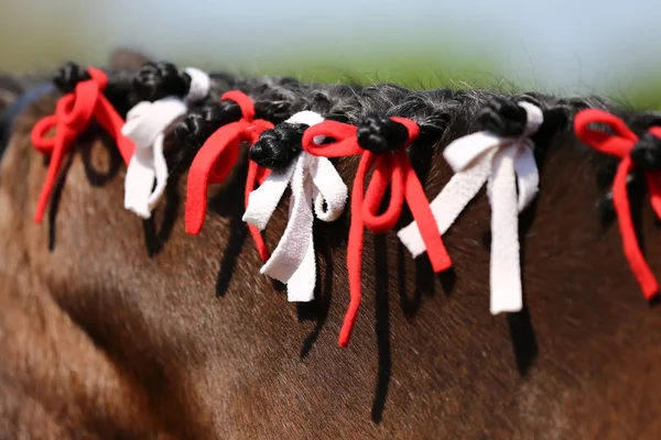 Retrato Caballo Joven Verano Centro Doma Rural — Foto de Stock