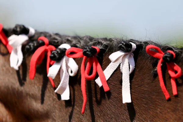 Retrato Cavalo Jovem Verão Fora Centro Curativo Rural — Fotografia de Stock