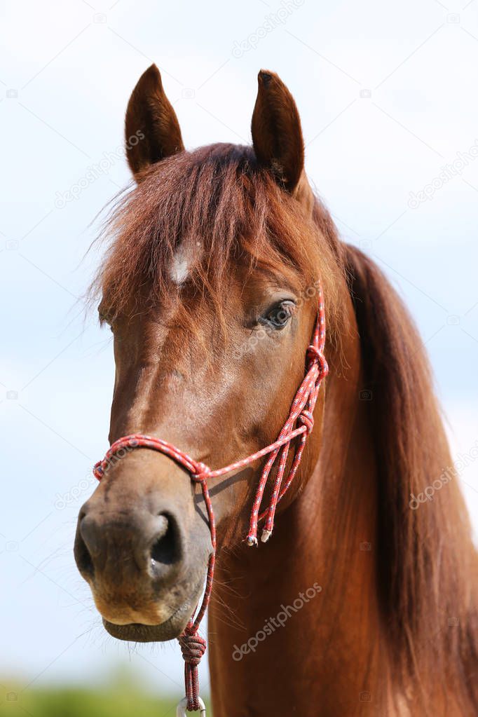 Head of a healthy sport horseduring dressage at rural equestrian center 