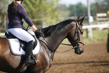 Güzel bir genç at sırasında rekabet açık havada spor Başkanı. Spor at closeup terbiye rekabet. Atlı spor arka plan