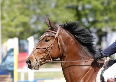 Head of a beautiful young sporting horse during competition outdoors. Sport horse closeup on dressage competition. Equestrian sport background clipart