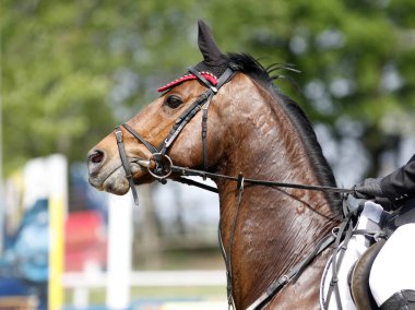 Güzel bir genç at sırasında rekabet açık havada spor Başkanı. Spor at closeup terbiye rekabet. Atlı spor arka plan